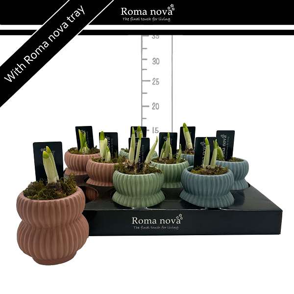 Picture of Narcissus ceramic pastel paradise