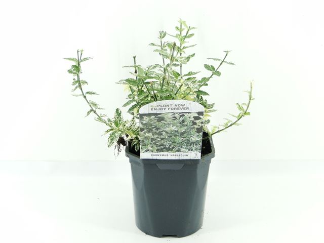 Picture of Euonymus fortunei harlequin