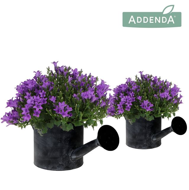 Picture of Campanula ambella intens purple in watering can