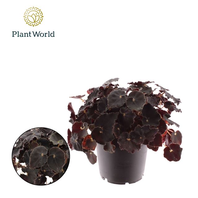 Picture of Begonia rex dark mambo