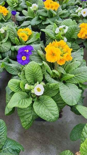 Picture of PRIMULA ELATIOR TRIO