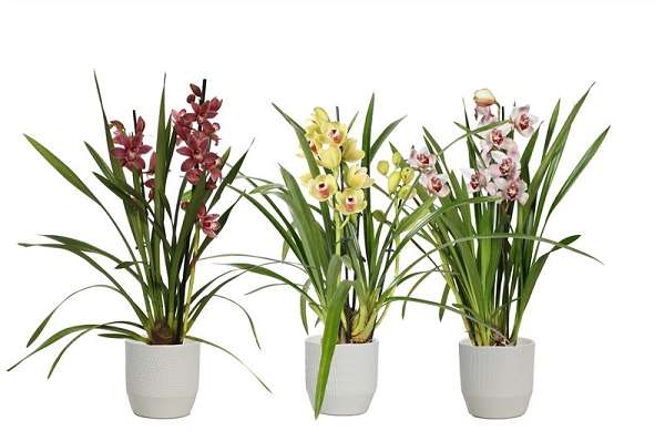 Picture of CYMBIDIUM 02-STEM MIX IN CERAMIC