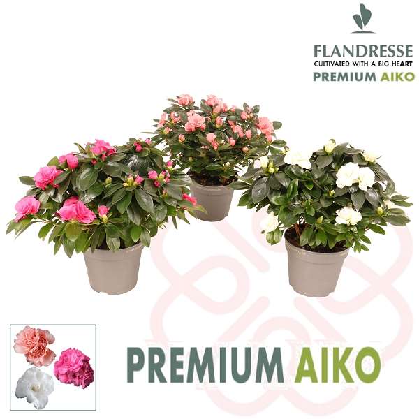 Picture of RHODODENDRON SIMSII (AZALEA) AIKO MIX