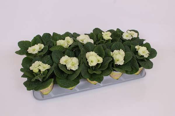 Picture of Primula ily specials candy vanilla