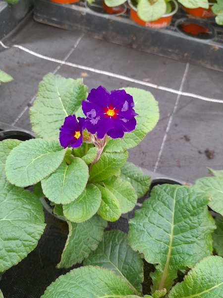 Picture of PRIMULA ELATIOR CRESCENDO BLUE SHADES