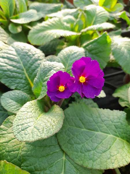 Picture of Primula elatior crescendo blue shades