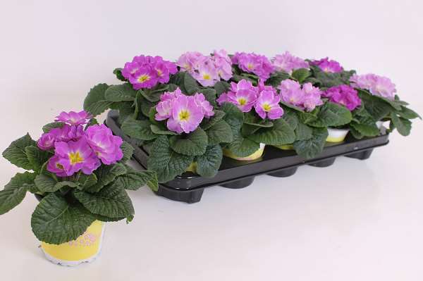 Picture of Primula ily specials milkshake