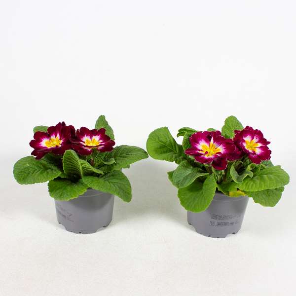 Picture of PRIMULA ACAULIS JUPITER ROSE