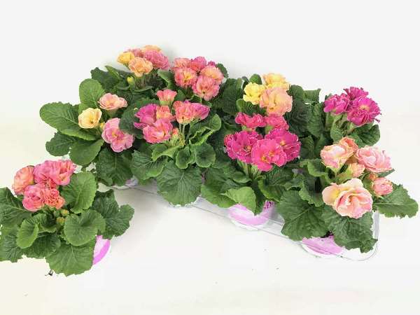 Picture of PRIMULA ACAULIS GIRLS DELIGHT MIX