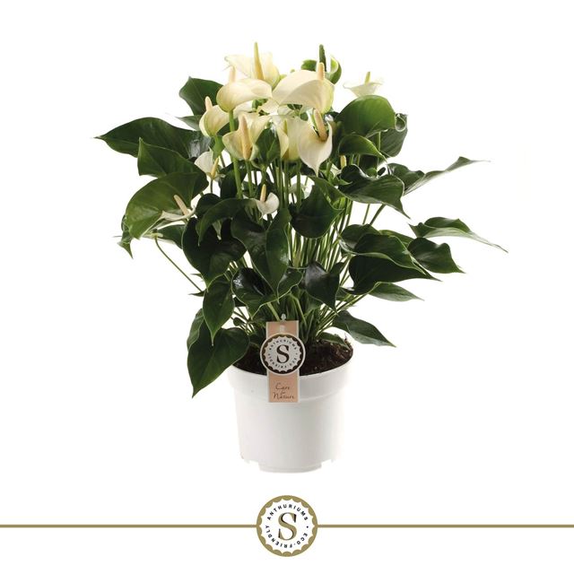Picture of ANTHURIUM ANDREANUM CHAMPION WHITE