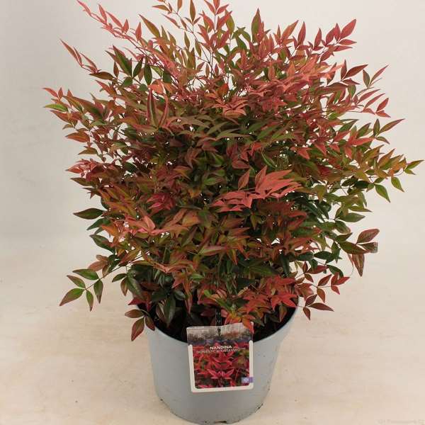 Picture of NANDINA DOMESTICA OBSESSED