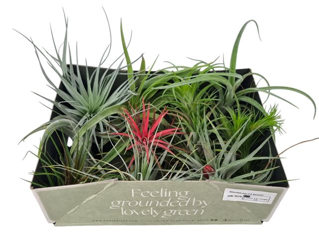 Picture of TILLANDSIA EXCLUSIVE MIX