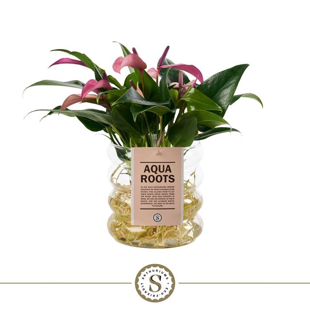Picture of Anthurium zizou aqua roots in glass