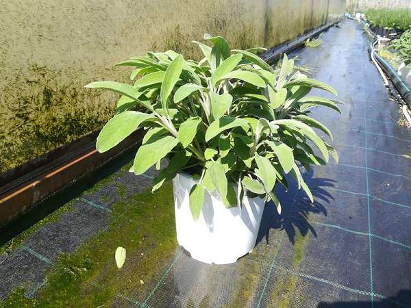 Picture of Salvia officinalis green