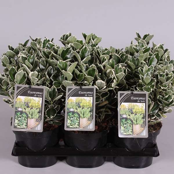 Picture of Euonymus japonicus gray beauty