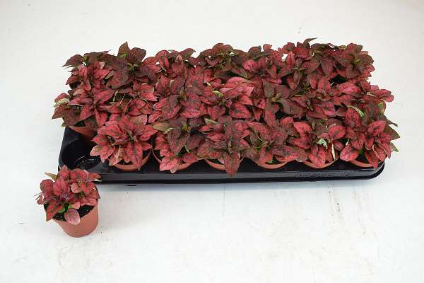 Picture of HYPOESTES RED