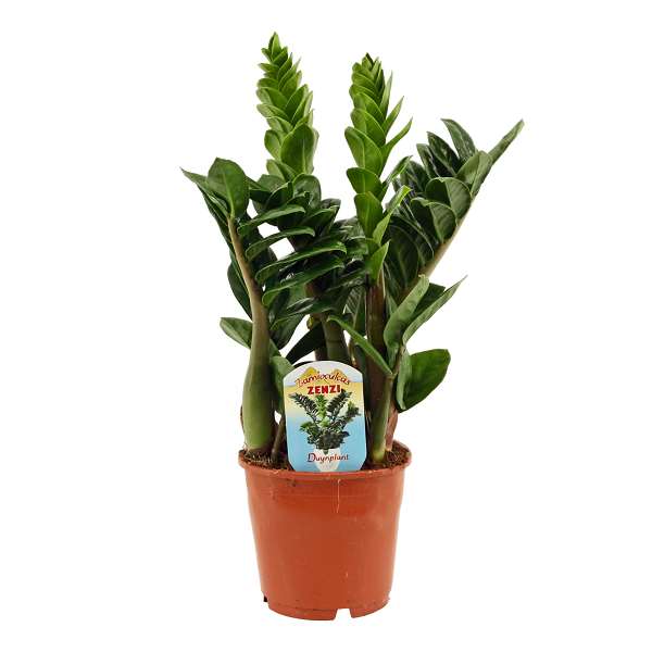 Picture of Zamioculcas zamiifolia zenzi