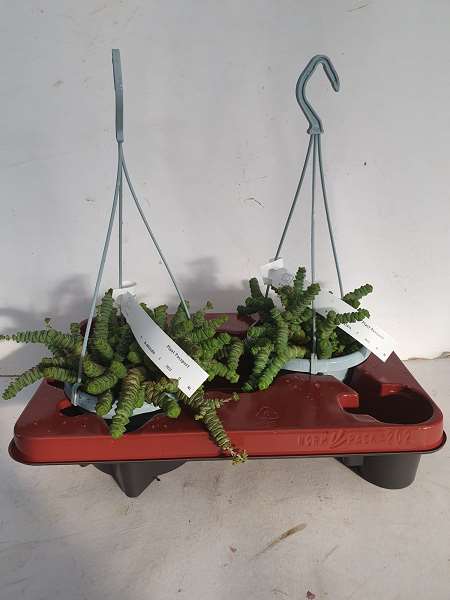 Picture of CRASSULA MARNIERIANA HOTTENTOT IN HANGING BASKET