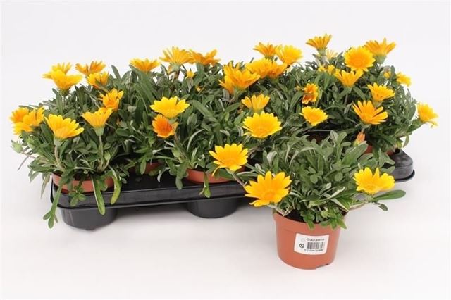 Picture of Gazania rigens orange jupiter