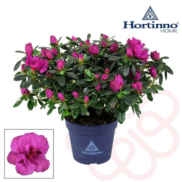 Picture of RHODODENDRON SIMSII (AZALEA) D25/27 LADY VIOLET