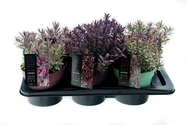 Picture of Hebe magic colour collection