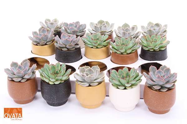 Picture of ECHEVERIA CERAMIC