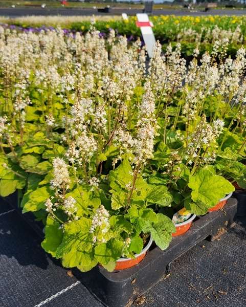 Picture of TIARELLA WHERRYI