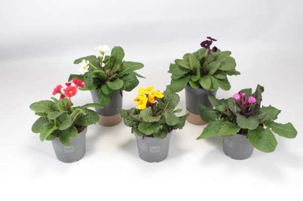 Picture of PRIMULA POLYANTHUS STELLA MIX