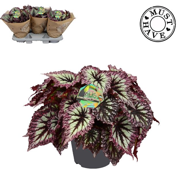 Picture of Begonia rex fireworks