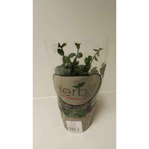 Picture of MENTHA SPICATA - CHOCOLATE MINT