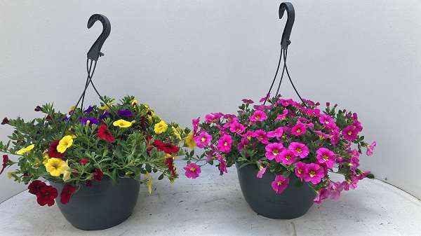 Picture of Million bells hanging basket