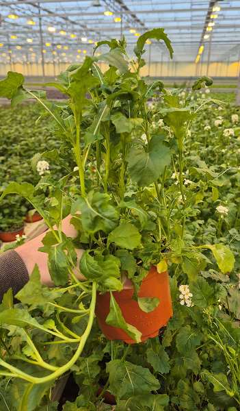 Picture of Eutrema japonicum - wasabi