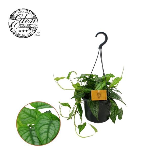 Picture of Monstera siltepecana in hanging basket