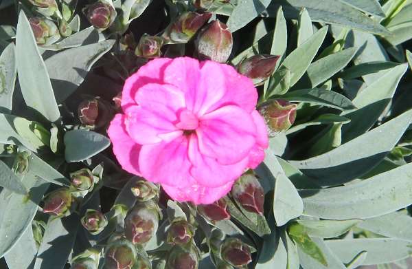 Picture of DIANTHUS CARYOPHYLLUS PEMAN P13CM C1L