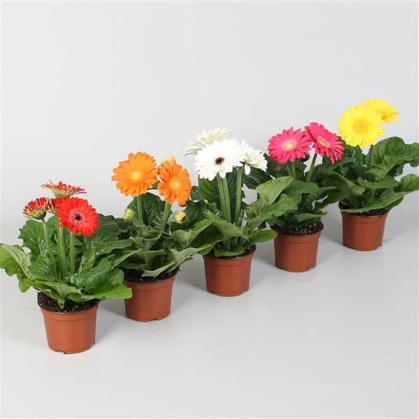 Picture of GERBERA MIX