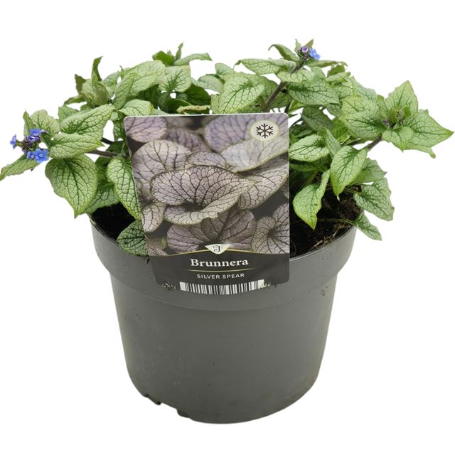 Picture of Brunnera macrophylla silver spear