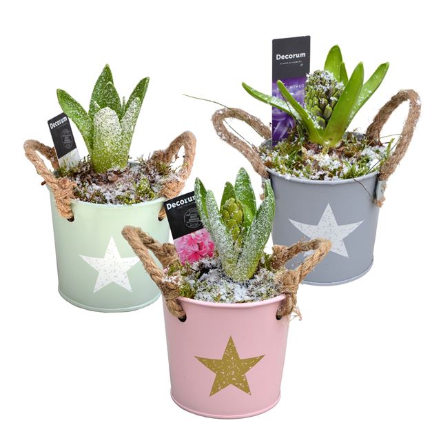 Picture of HYACINTHUS 01BULB ZINC STAR BUCKET MINI