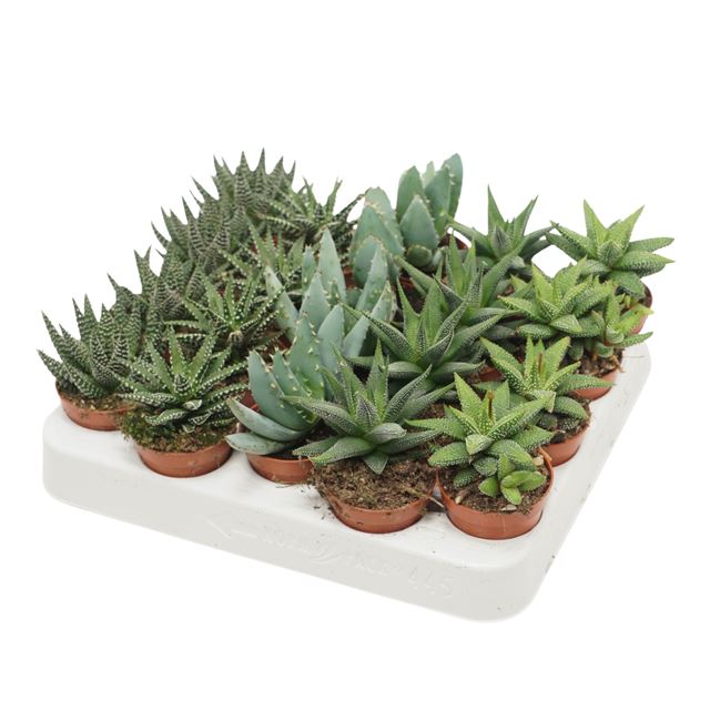 Picture of ALOE MIX