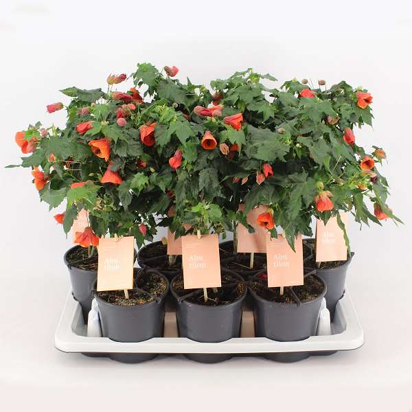 Picture of ABUTILON RED TRUMPET ON STEM