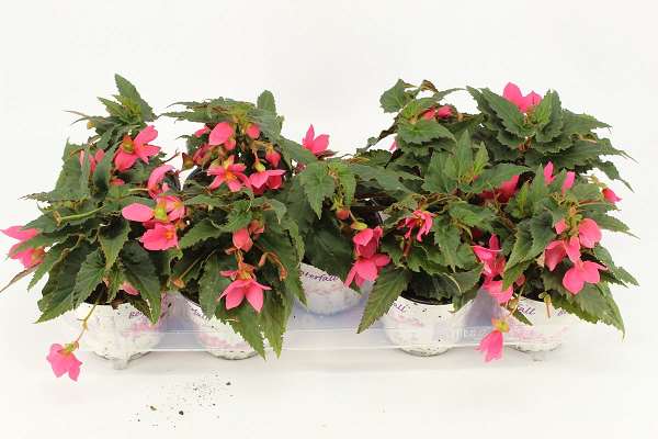 Picture of Begonia waterfall hot pink