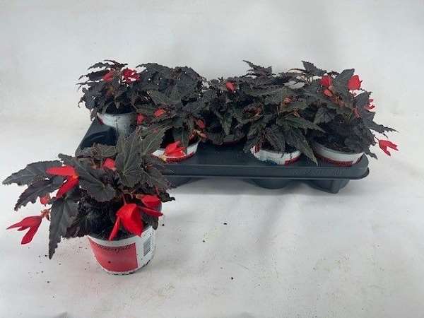 Picture of Begonia waterfall red
