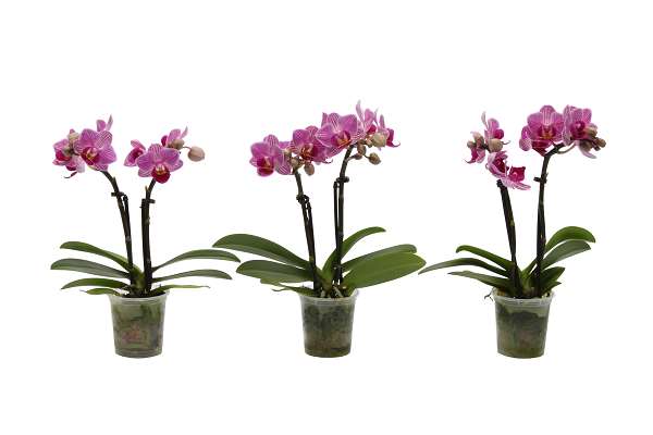 Picture of Phalaenopsis 02-stem mini pink