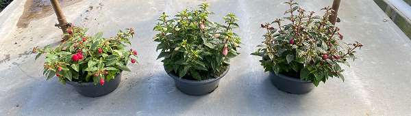 Picture of FUCHSIA IN BOWL MIX