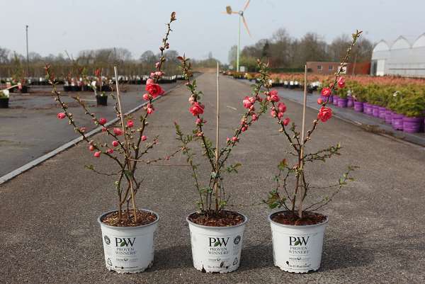 Picture of Chaenomeles speciosa pink storm