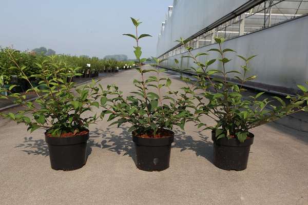 Picture of Viburnum plicatum kilimandjaro sunrise