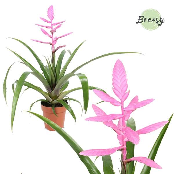 Picture of TILLANDSIA ANDREAS PINK