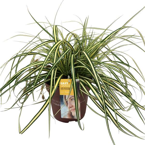 Picture of CAREX OSHIMENSIS EVERGOLD
