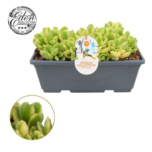 Picture of Cotyledon ladysmithiensis