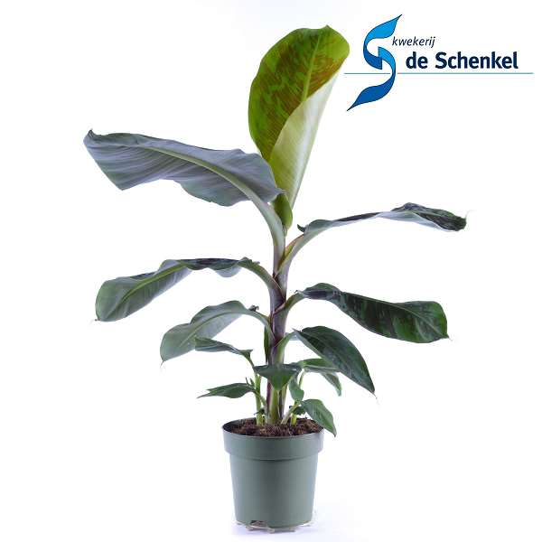 Picture of Musa dwarf cavendish