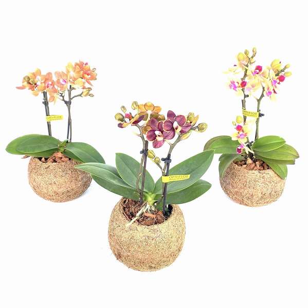 Picture of KOKODAMA MINI PHALAENOPSIS 02-STEM
